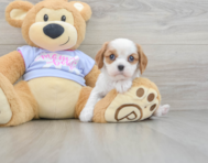 5 week old Cavalier King Charles Spaniel Puppy For Sale - Lone Star Pups