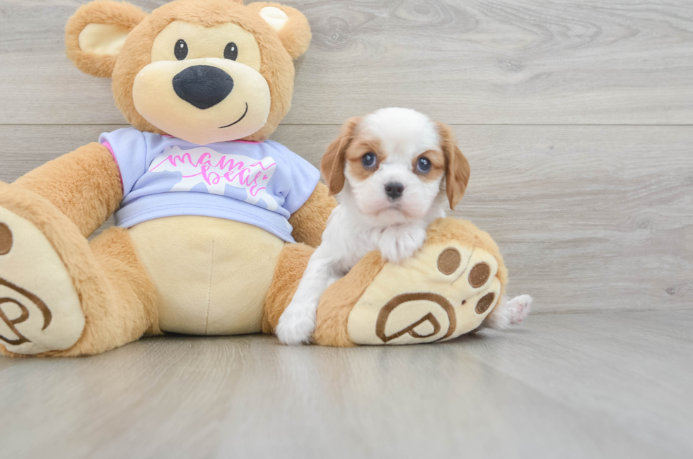 5 week old Cavalier King Charles Spaniel Puppy For Sale - Lone Star Pups