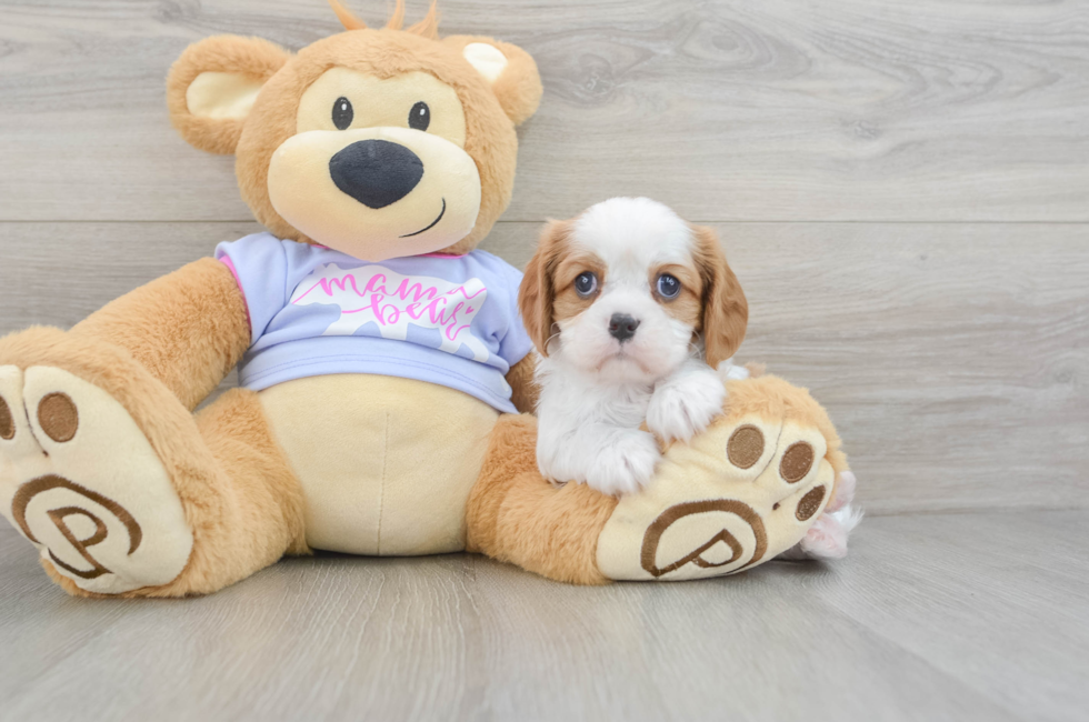 5 week old Cavalier King Charles Spaniel Puppy For Sale - Lone Star Pups