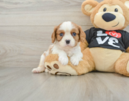 5 week old Cavalier King Charles Spaniel Puppy For Sale - Lone Star Pups
