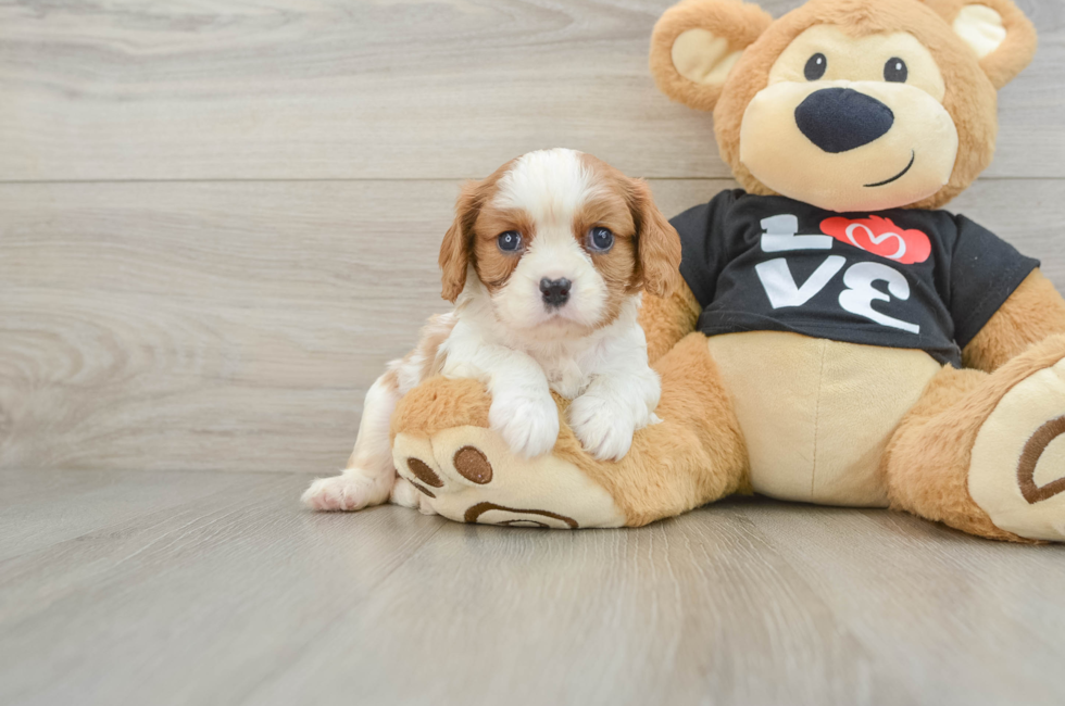6 week old Cavalier King Charles Spaniel Puppy For Sale - Lone Star Pups