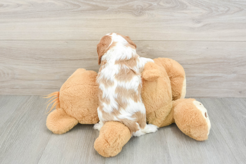 Meet Conway - our Cavalier King Charles Spaniel Puppy Photo 2/3 - Lone Star Pups
