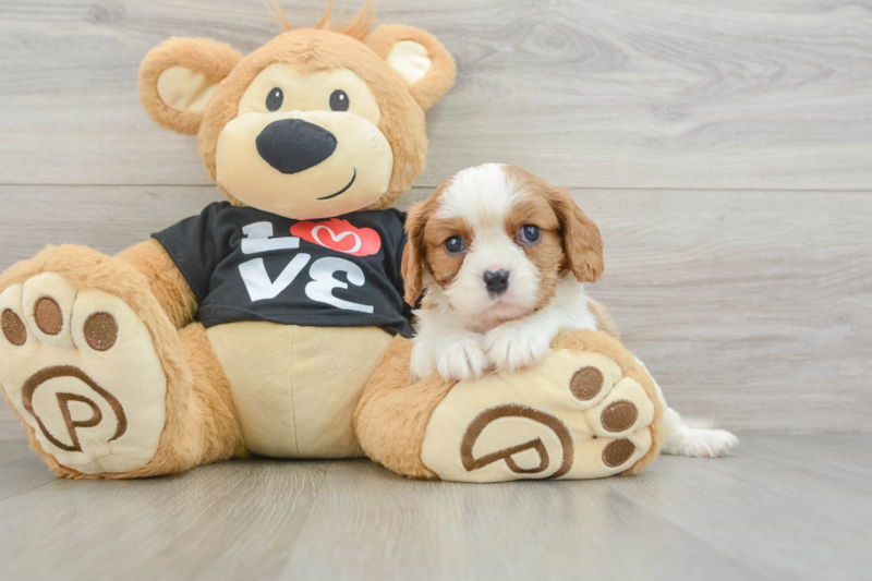 Meet Conway - our Cavalier King Charles Spaniel Puppy Photo 3/3 - Lone Star Pups