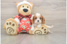 Best Cavalier King Charles Spaniel Baby