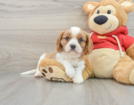 7 week old Cavalier King Charles Spaniel Puppy For Sale - Lone Star Pups