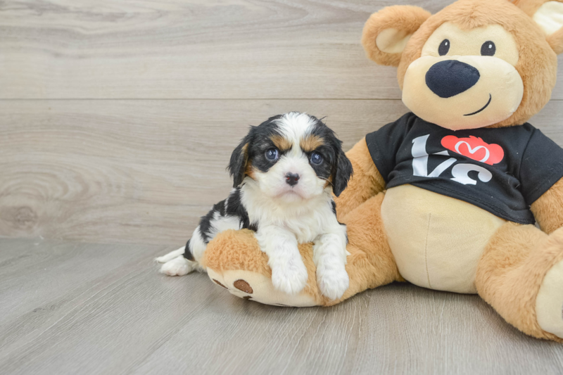 Meet Darby - our Cavalier King Charles Spaniel Puppy Photo 1/3 - Lone Star Pups
