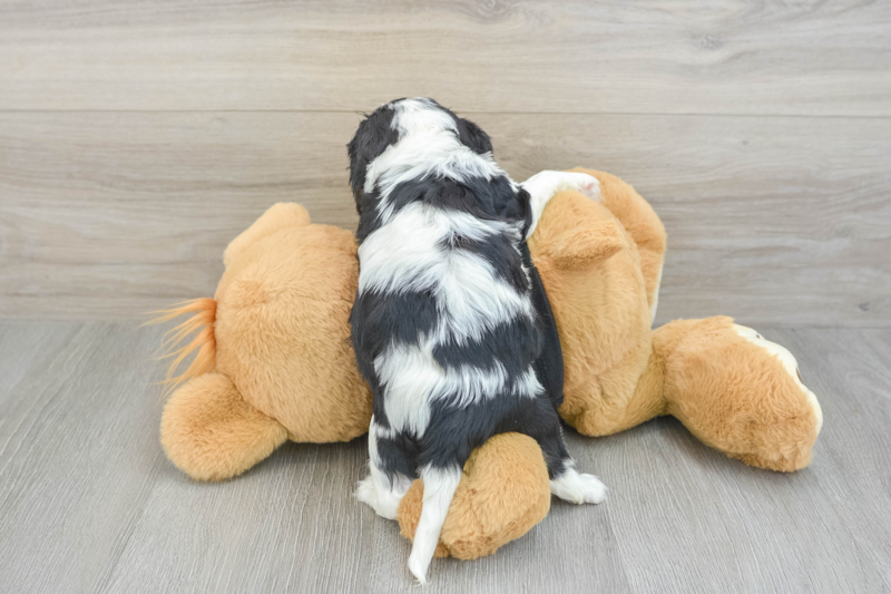 Meet Darby - our Cavalier King Charles Spaniel Puppy Photo 2/3 - Lone Star Pups