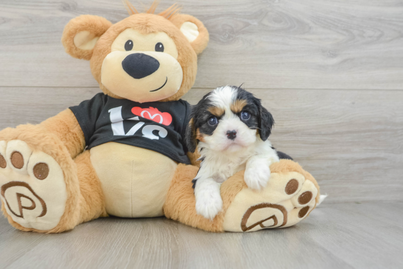 Meet Darby - our Cavalier King Charles Spaniel Puppy Photo 3/3 - Lone Star Pups
