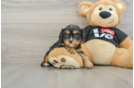 Happy Cavalier Purebred Puppy