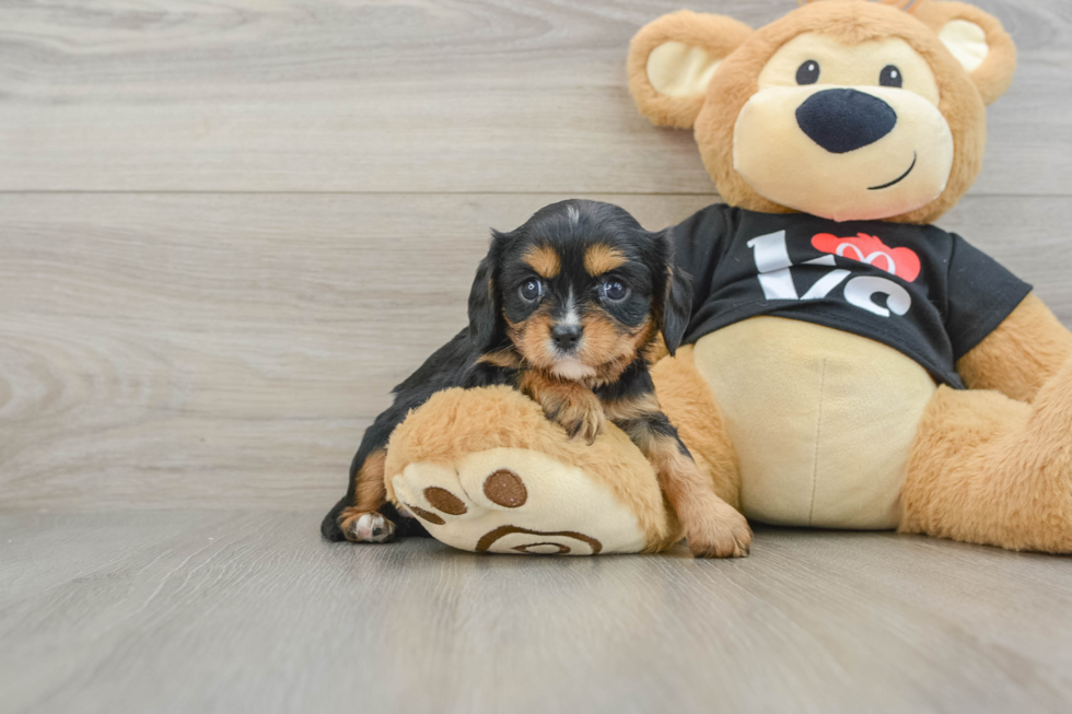 Happy Cavalier Purebred Puppy