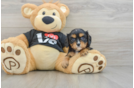 Cute Cavalier Purebred Puppy