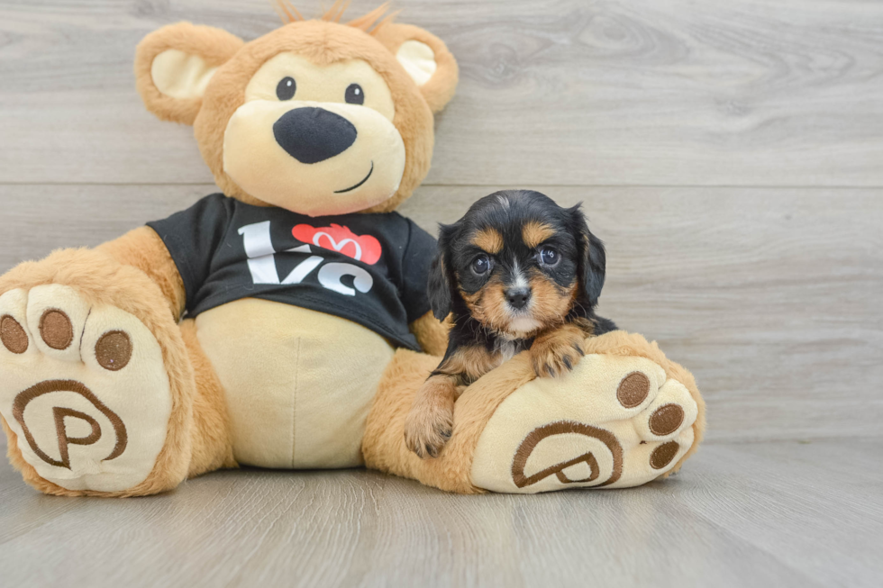 Cute Cavalier Purebred Puppy