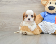 5 week old Cavalier King Charles Spaniel Puppy For Sale - Lone Star Pups