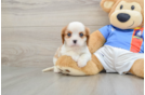 Adorable Cavalier Purebred Puppy