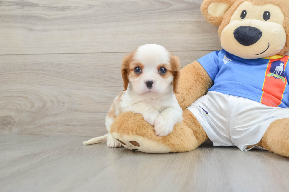 Adorable Cavalier Purebred Puppy