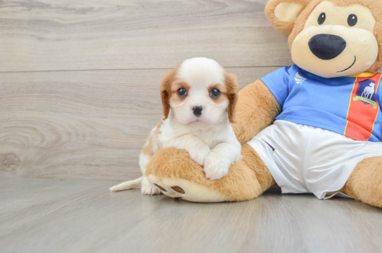 Adorable Cavalier Purebred Puppy