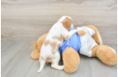 Popular Cavalier King Charles Spaniel Purebred Pup