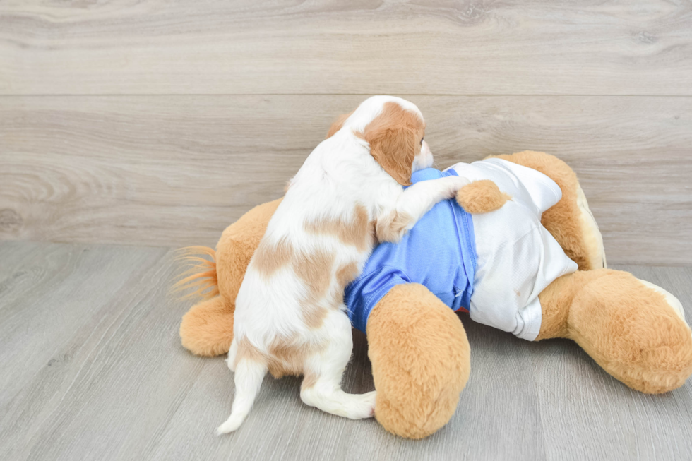 Popular Cavalier King Charles Spaniel Purebred Pup