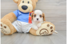 Best Cavalier King Charles Spaniel Baby