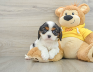 6 week old Cavalier King Charles Spaniel Puppy For Sale - Lone Star Pups