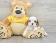 6 week old Cavalier King Charles Spaniel Puppy For Sale - Lone Star Pups