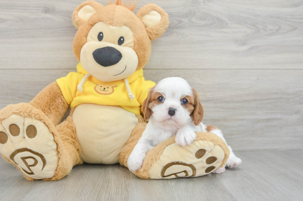 6 week old Cavalier King Charles Spaniel Puppy For Sale - Lone Star Pups