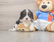 5 week old Cavalier King Charles Spaniel Puppy For Sale - Lone Star Pups