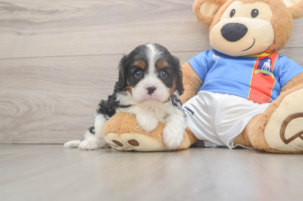 5 week old Cavalier King Charles Spaniel Puppy For Sale - Lone Star Pups