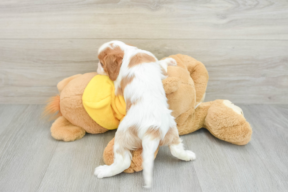 Small Cavalier King Charles Spaniel Baby