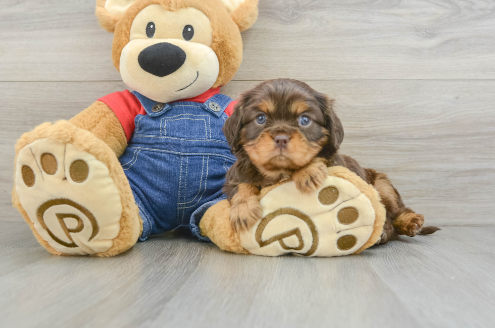 5 week old Cavalier King Charles Spaniel Puppy For Sale - Lone Star Pups