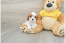 Hypoallergenic Cavalier King Charles Spaniel Baby
