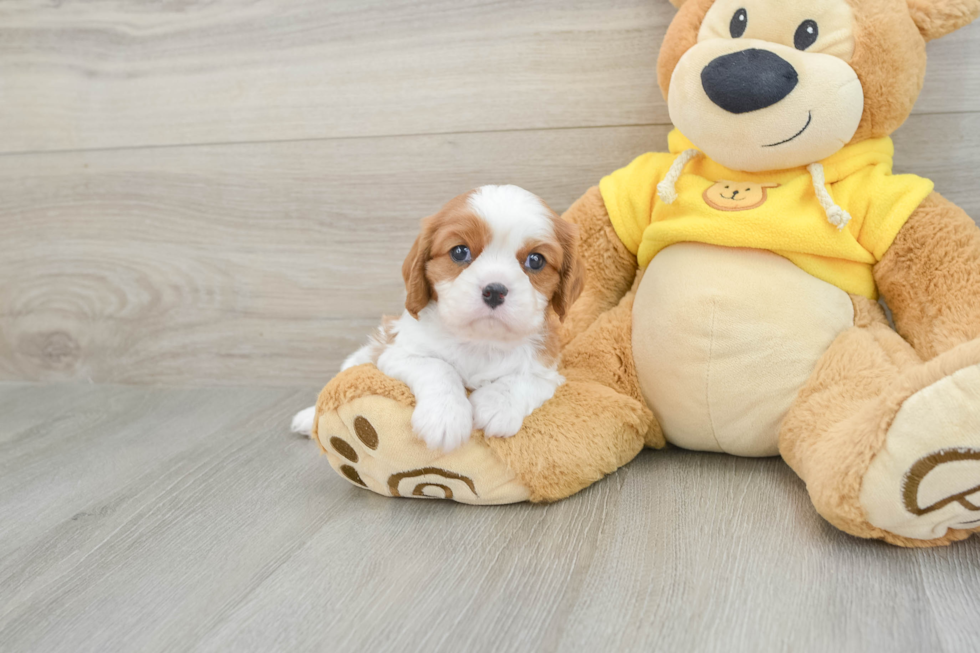 Hypoallergenic Cavalier King Charles Spaniel Baby