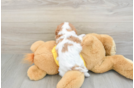 Best Cavalier King Charles Spaniel Baby