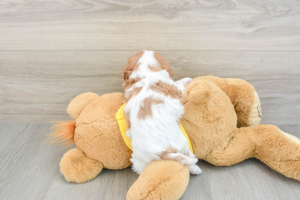 Best Cavalier King Charles Spaniel Baby