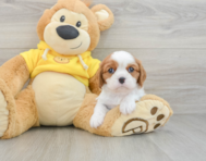 6 week old Cavalier King Charles Spaniel Puppy For Sale - Lone Star Pups