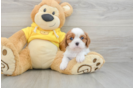 Cavalier King Charles Spaniel Puppy for Adoption