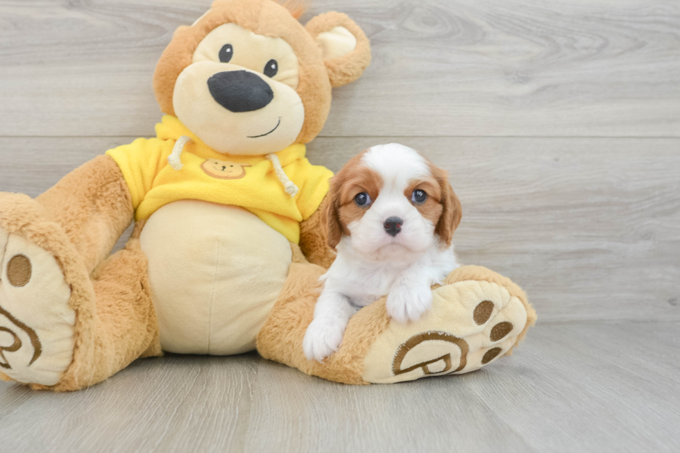 Cavalier King Charles Spaniel Puppy for Adoption