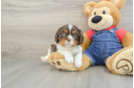 Little Cavalier King Charles Spaniel Baby