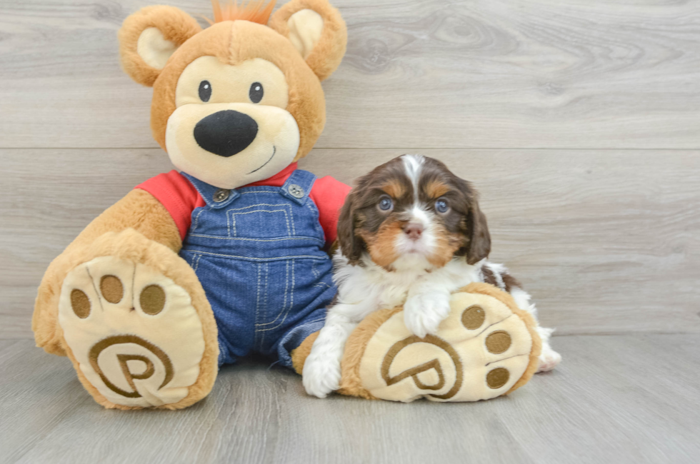 5 week old Cavalier King Charles Spaniel Puppy For Sale - Lone Star Pups