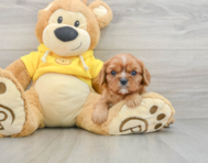 6 week old Cavalier King Charles Spaniel Puppy For Sale - Lone Star Pups