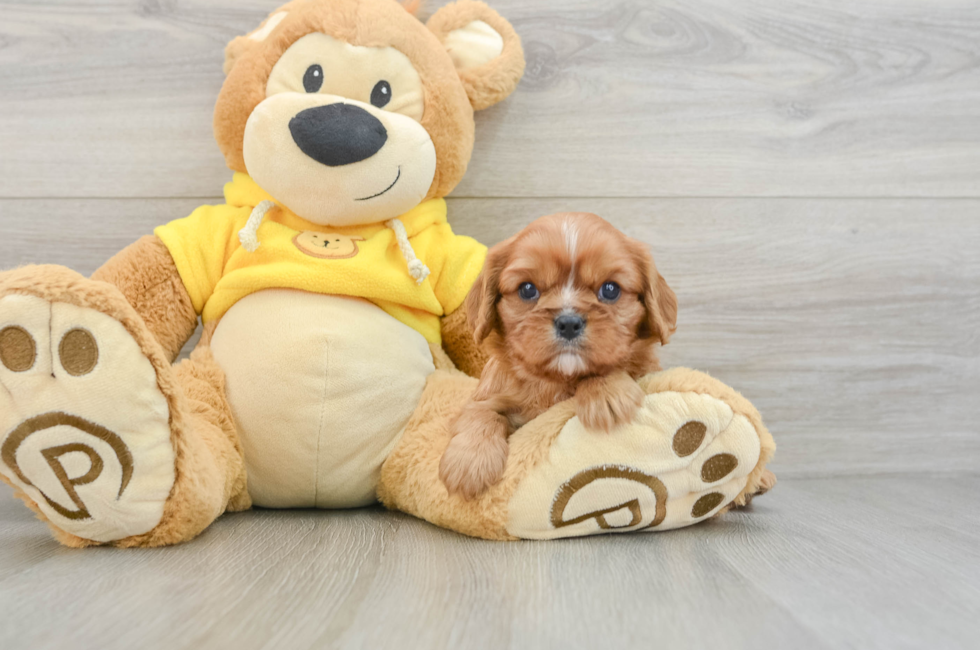 6 week old Cavalier King Charles Spaniel Puppy For Sale - Lone Star Pups