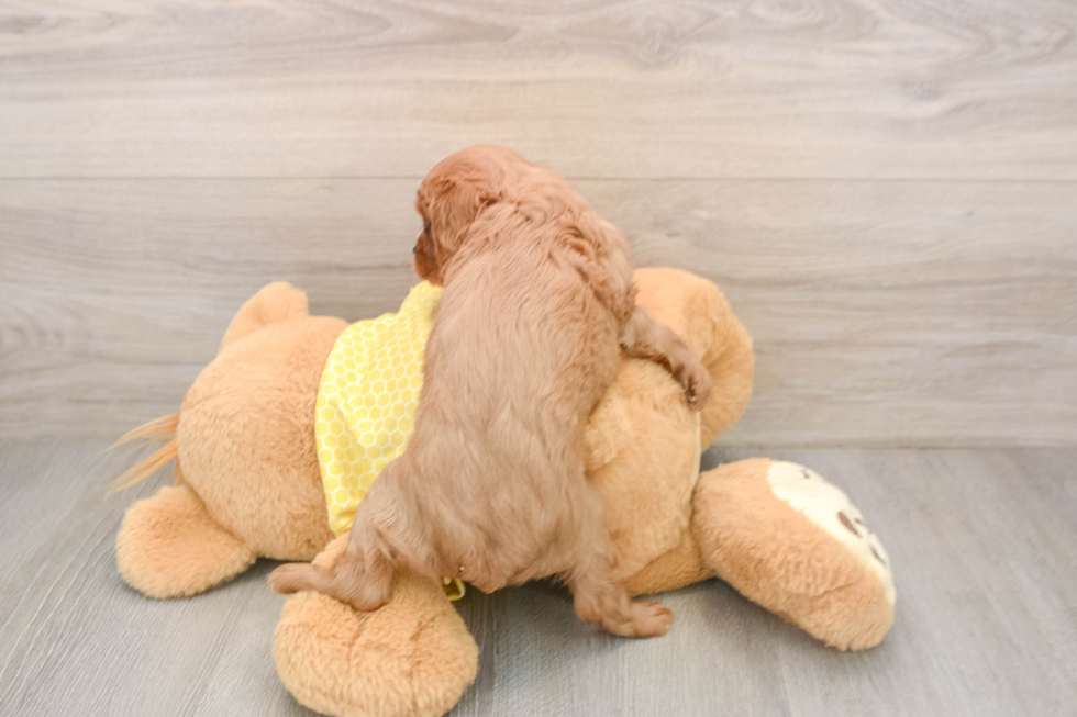 Little Cavalier King Charles Spaniel Baby