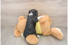 Best Cavalier King Charles Spaniel Baby