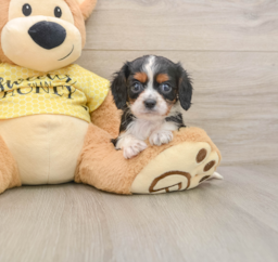 7 week old Cavalier King Charles Spaniel Puppy For Sale - Lone Star Pups