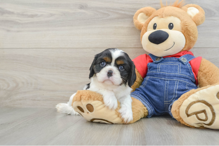 Friendly Cavalier King Charles Spaniel Purebred Pup
