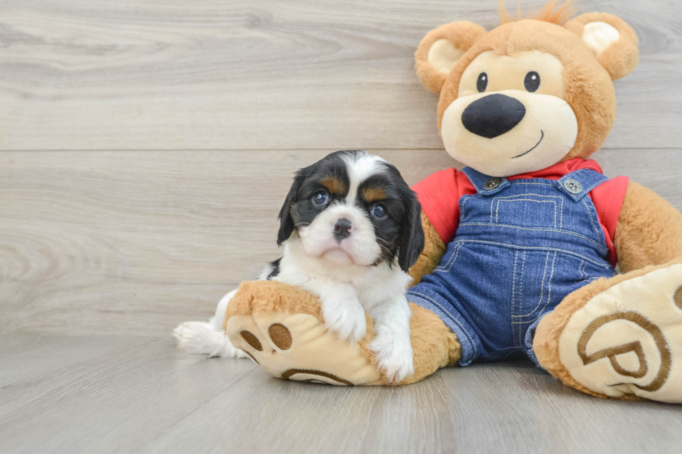 Friendly Cavalier King Charles Spaniel Purebred Pup
