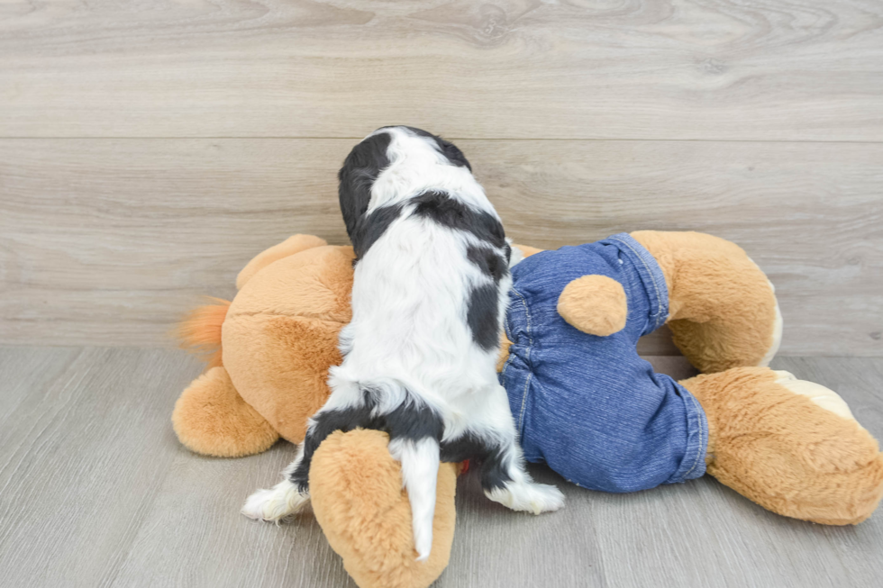 Cavalier King Charles Spaniel Puppy for Adoption