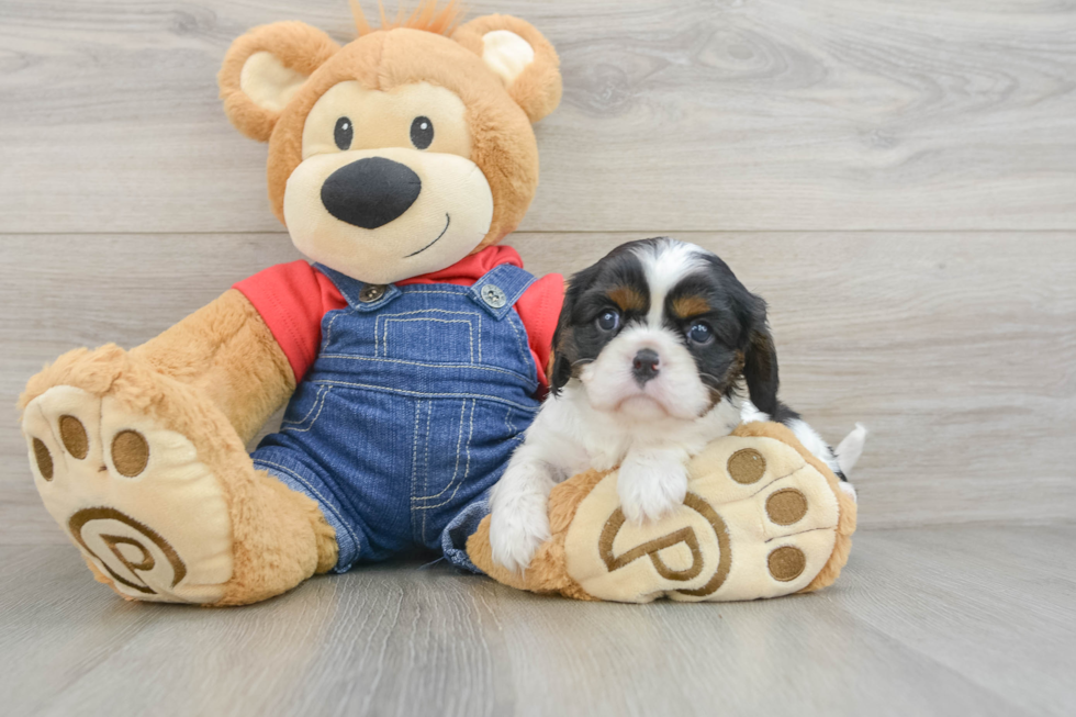 Hypoallergenic Cavalier King Charles Spaniel Purebred Pup