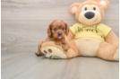 Best Cavalier King Charles Spaniel Baby
