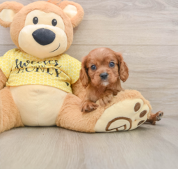 6 week old Cavalier King Charles Spaniel Puppy For Sale - Lone Star Pups
